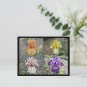 Carte postale Iris (Debout devant)