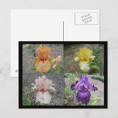 Carte postale Iris (Devant / Derrière)