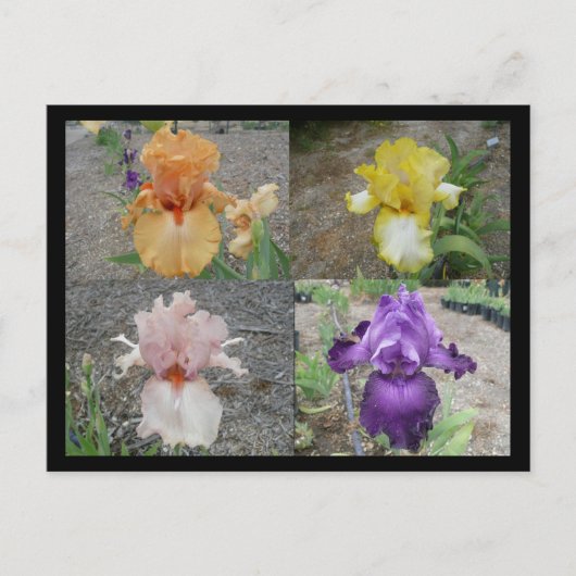 Carte postale Iris (Devant)
