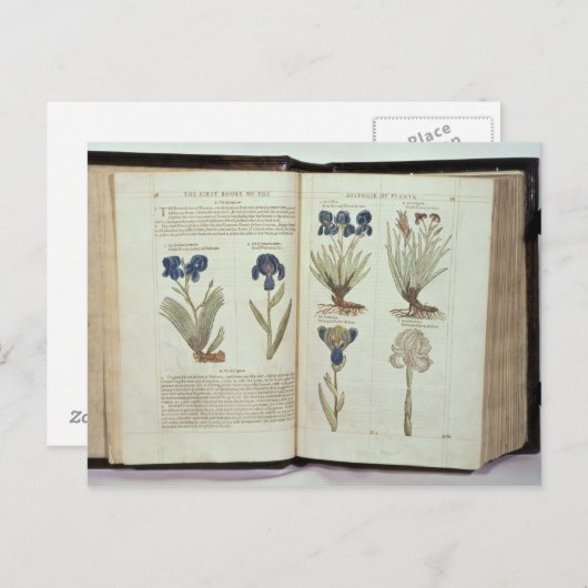 Carte Postale Iris (Devant / Derrière)