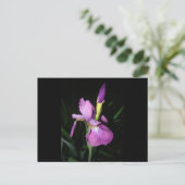 CARTE POSTALE IRIS (Debout devant)