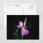 CARTE POSTALE IRIS (Devant / Derrière)