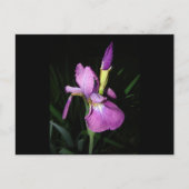 CARTE POSTALE IRIS (Devant)