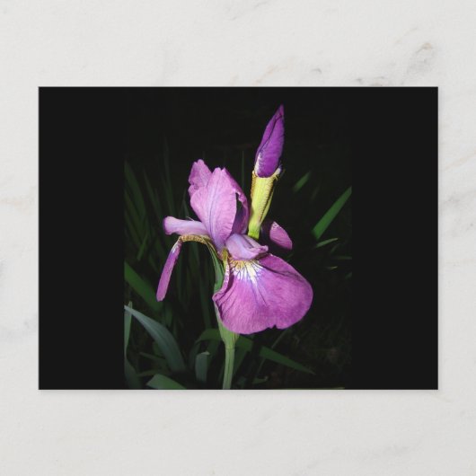 CARTE POSTALE IRIS (Devant)