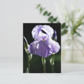 Carte Postale Iris 8393 Violet (Debout devant)