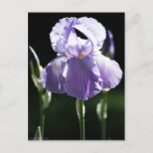 Carte Postale Iris 8393 Violet (Devant)