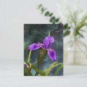 Carte Postale Iris à eau (Debout devant)