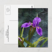 Carte Postale Iris à eau (Devant / Derrière)