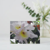 Carte Postale Iris à poils (Debout devant)