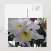 Carte Postale Iris à poils (Devant / Derrière)