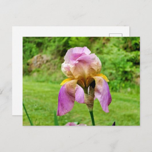 Carte Postale Iris à poils (Devant / Derrière)