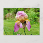 Carte Postale Iris à poils (Devant)
