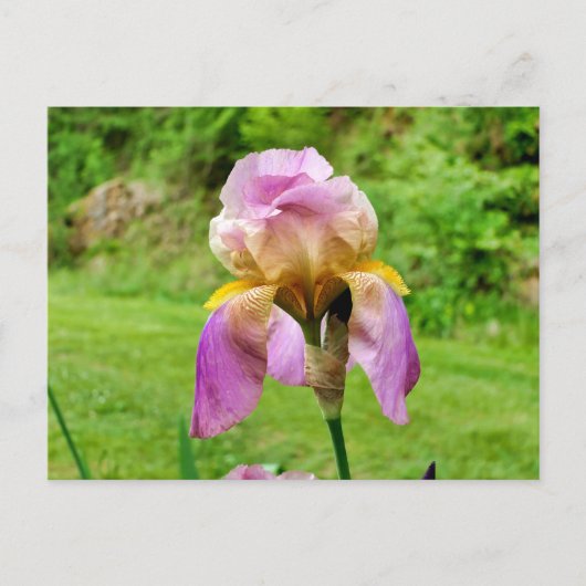 Carte Postale Iris à poils (Devant)