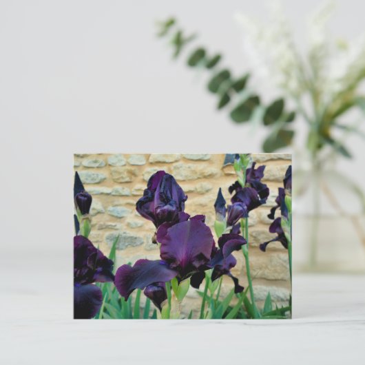 Carte Postale Iris à poils (Debout devant)