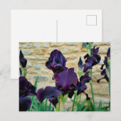 Carte Postale Iris à poils (Devant / Derrière)