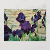 Carte Postale Iris à poils (Devant)