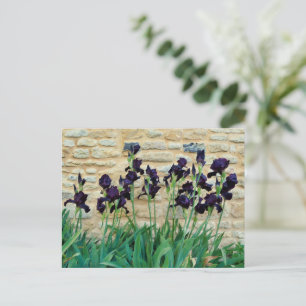 Carte Postale Iris à poils