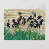 Carte Postale Iris à poils (Devant)