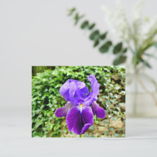 Carte Postale Iris à poils