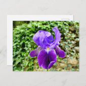 Carte Postale Iris à poils (Devant / Derrière)