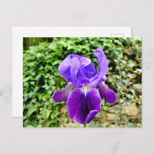 Carte Postale Iris à poils (Devant / Derrière)