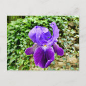 Carte Postale Iris à poils (Devant)