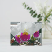 Carte Postale Iris à poils blanc et rose (Debout devant)