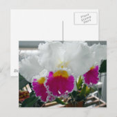 Carte Postale Iris à poils blanc et rose (Devant / Derrière)