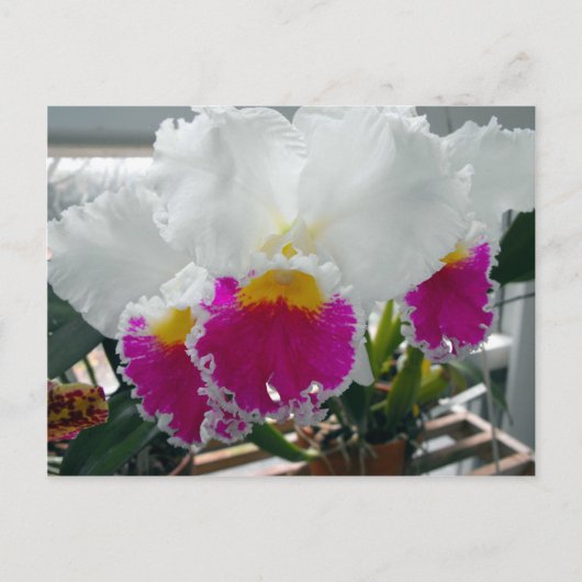 Carte Postale Iris à poils blanc et rose (Devant)