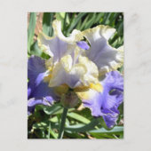 Carte postale Iris à poils violet et blanc (Devant)