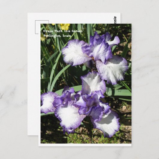 Carte Postale Iris à poils violet et blanc (Devant / Derrière)