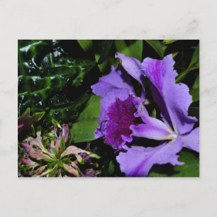 Carte Postale Iris à poils violets dans un jardin botanique