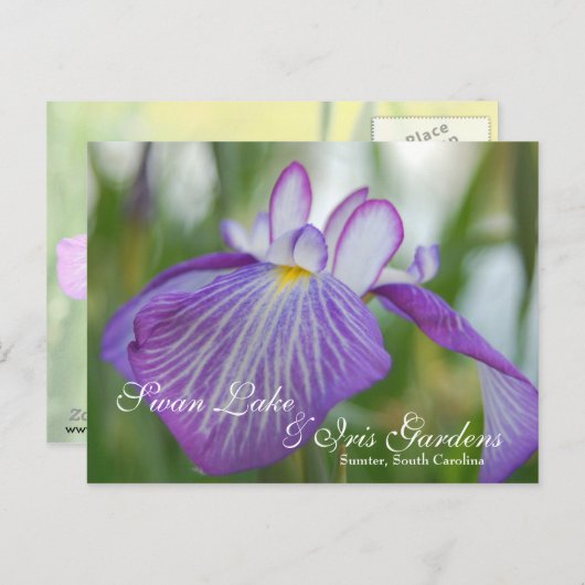 Carte Postale Iris à Swan Lake, Sumter SC (Devant / Derrière)