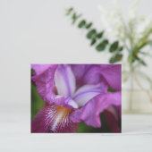 Carte Postale Iris allemands à poils (Debout devant)