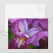 Carte Postale Iris allemands à poils (Devant / Derrière)