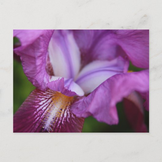 Carte Postale Iris allemands à poils (Devant)