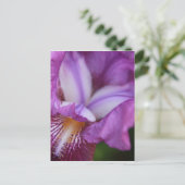 Carte Postale Iris allemands à poils (Debout devant)