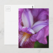 Carte Postale Iris allemands à poils (Devant / Derrière)