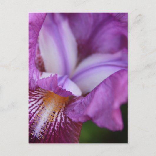 Carte Postale Iris allemands à poils (Devant)