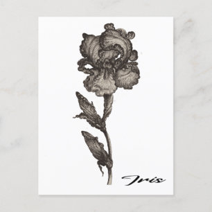Carte Postale Iris, anonyme, c. 1630 - 1690