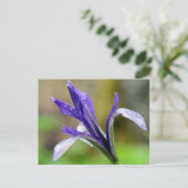 Carte Postale Iris après la pluie (Debout devant)