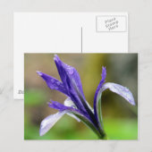 Carte Postale Iris après la pluie (Devant / Derrière)