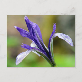 Carte Postale Iris après la pluie