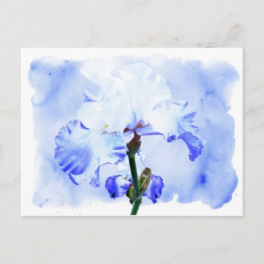 Carte Postale Iris Arborés - Bleu Et Blanc (Devant)