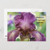 Carte Postale Iris au Missouri Botanical Garden (Devant / Derrière)