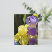Carte Postale Iris au printemps (Debout devant)