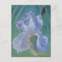 Iris barbu de lavande