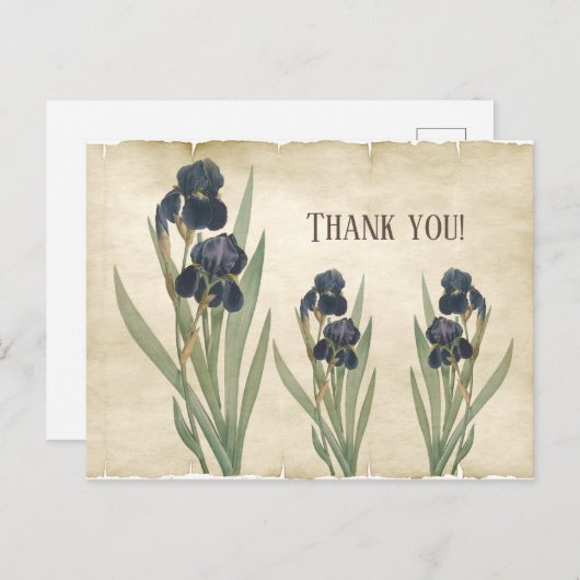 Carte Postale Iris Barbus Bleus Botaniques Anciens Merci (Devant / Derrière)
