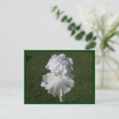 Carte Postale Iris blanc (Debout devant)