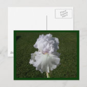Carte Postale Iris blanc (Devant / Derrière)